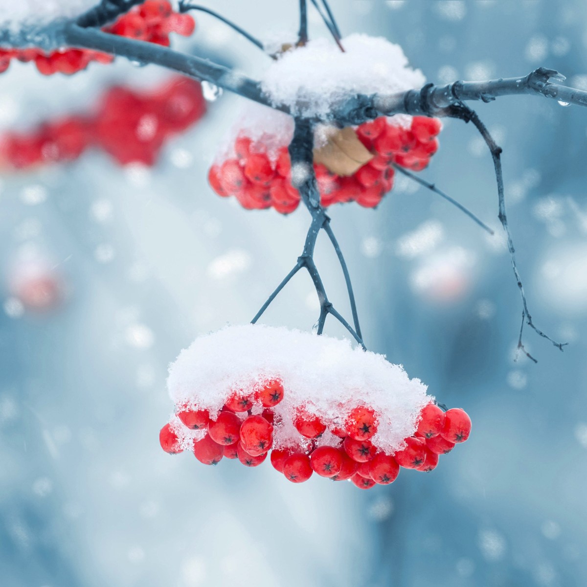 Baies Rouges Hiver Colorimétrie 12 saisons : es-tu une femme Hiver Froid ? – THE COLOR ...